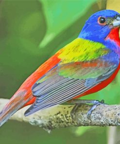Painted Bunting Paint By Numbers