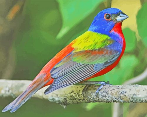 Painted Bunting Paint By Numbers