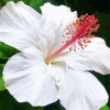 White Hibiscus Plant Paint By Numbers