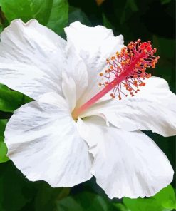 White Hibiscus Plant Paint By Numbers