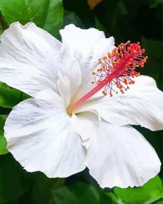 White Hibiscus Plant Paint By Numbers