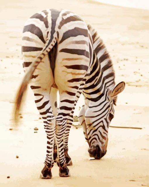 Zebra Butt Paint By Numbers