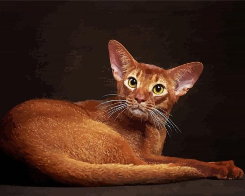 Abyssinian Cat Paint By Numbers