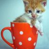 Adorable Kitten In A Cup Paint By Numbers