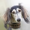 Adorable Saluki Dog Paint By Numbers