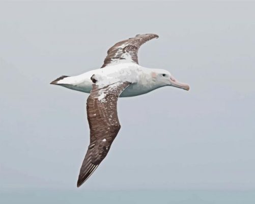 Albatrosses Bird Paint By Numbers