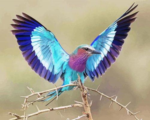 Roller Bird Paint By Numbers