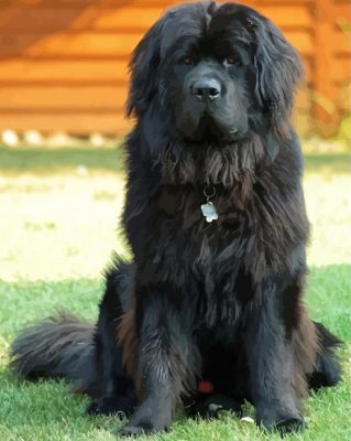 Black Newfoundland Dog Paint By Numbers