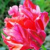 Fuchsia Parrot Tulip Flower Paint By Numbers