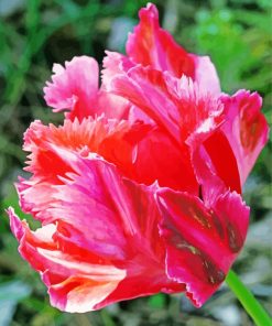 Fuchsia Parrot Tulip Flower Paint By Numbers