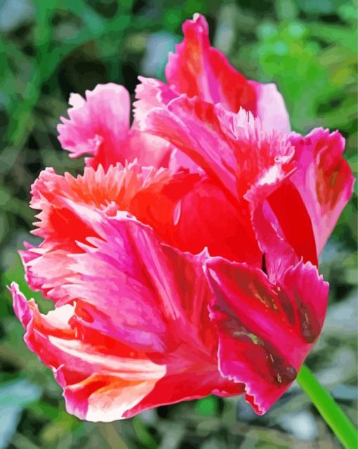 Fuchsia Parrot Tulip Flower Paint By Numbers