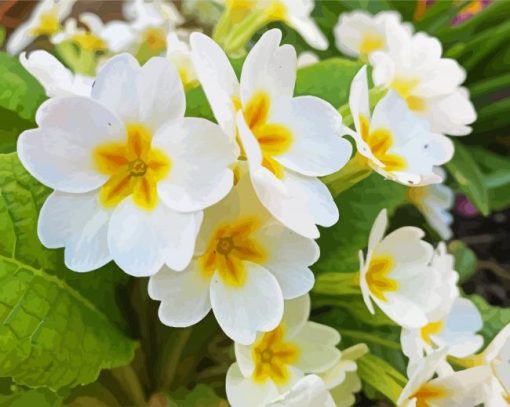 White Primrose Flowers Paint By Numbers