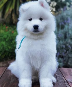 Samoyed Dog Paint By Numbers