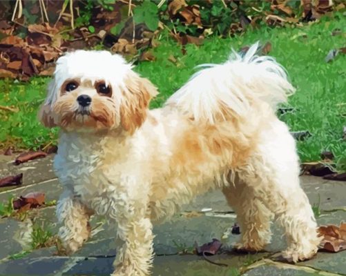 Cavachon Dog Paint By Numbers