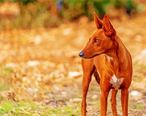 Podenco Dog Paint By Numbers