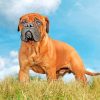 Bullmastiff Dog Paint By Numbers