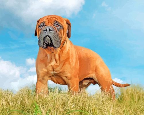 Bullmastiff Dog Paint By Numbers