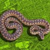 Adder Snake On Green Leaf Paint By Numbers