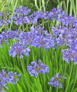 Agapanthus Paint By Numbers