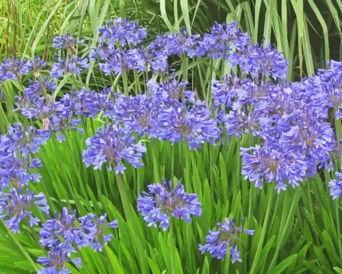 Agapanthus Paint By Numbers