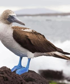 Blue Footed Boobies Bird Paint By Numbers