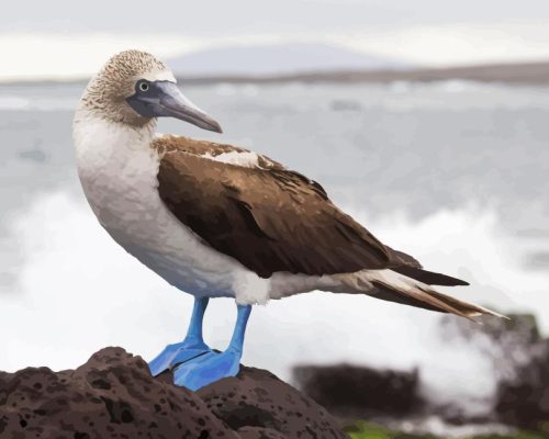 Blue Footed Boobies Bird Paint By Numbers