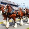 Budweiser Clydesdales Nascar Paint By Numbers