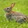 Cottontail Paint By Numbers