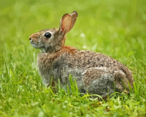 Cottontail Paint By Numbers