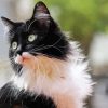 Domestic Black and White Cat Paint By Numbers