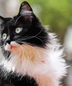 Domestic Black and White Cat Paint By Numbers
