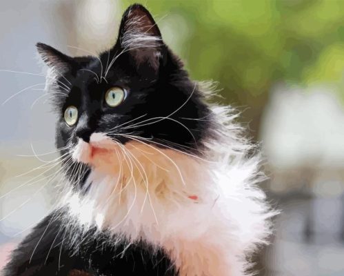 Domestic Black and White Cat Paint By Numbers