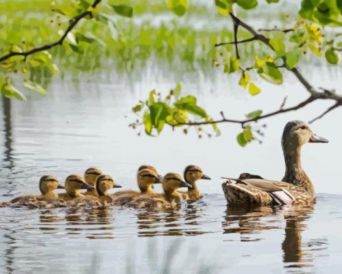 Ducks Swimming In Pond Paint By Numbers