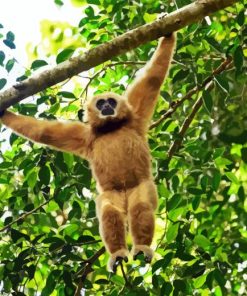 Gibbon Hanging In a Tree Paint By Numbers
