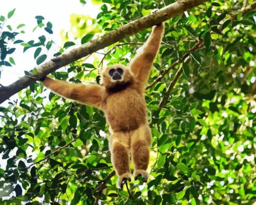 Gibbon Hanging In a Tree Paint By Numbers