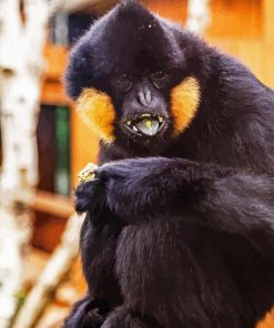 Gibbon With Beige Cheeks Paint By Numbers