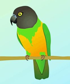 Illustration Senegal Parrot Paint By Numbers