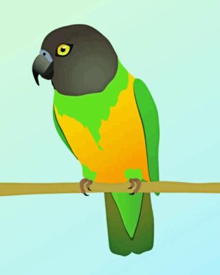 Illustration Senegal Parrot Paint By Numbers