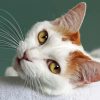 Japanese Bobtail Face Paint By Numbers
