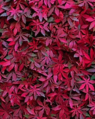 Maroon Leaves Plants Paint By Numbers