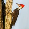 Pileated Woodpecker Bird Paint By Numbers
