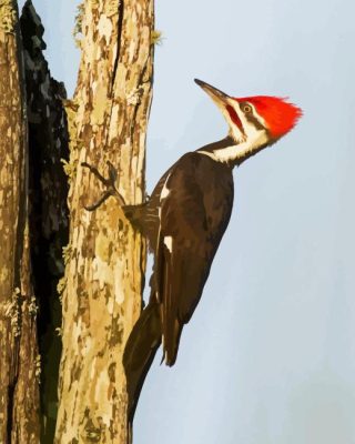 Pileated Woodpecker Bird Paint By Numbers