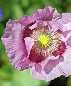 Purple Poppy Plant Paint By Numbers