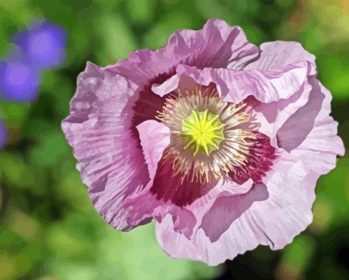 Purple Poppy Plant Paint By Numbers