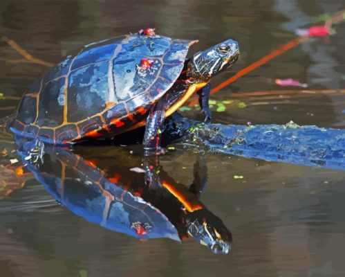 Red Turtle Animal Paint By Numbers