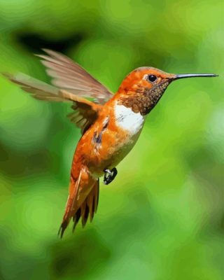 Rufous Hummingbird Bird Paint By Numbers