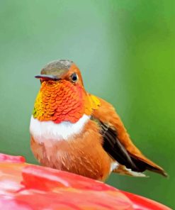 Rufous Hummingbird Front Paint By Numbers