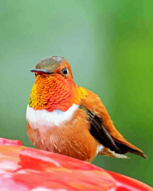 Rufous Hummingbird Front Paint By Numbers