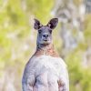 Strong Eastern Grey Kangaroo Paint By Numbers