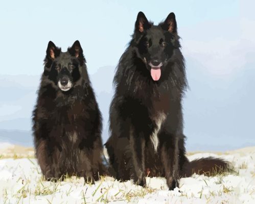 Black Belgian Sheepdogs Paint By Numbers